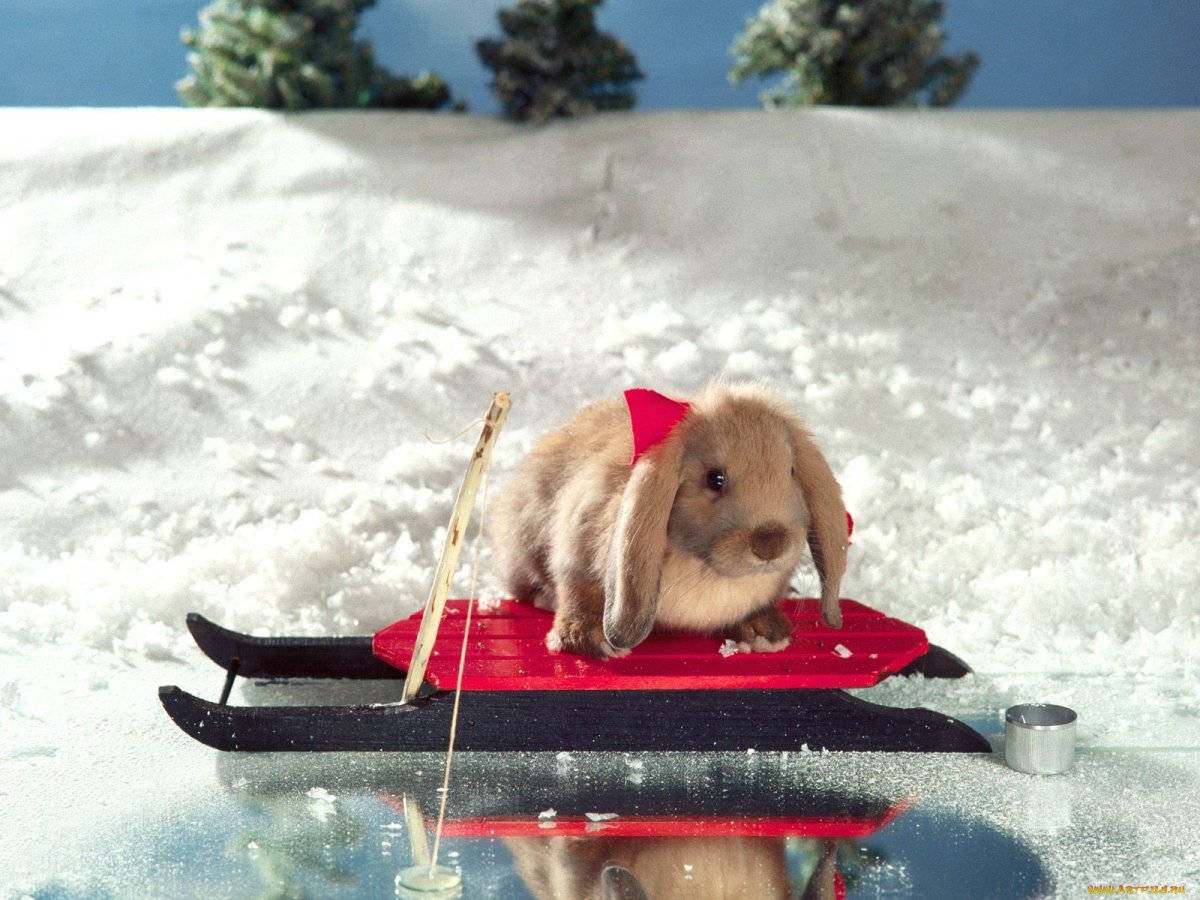 Зайчик зима