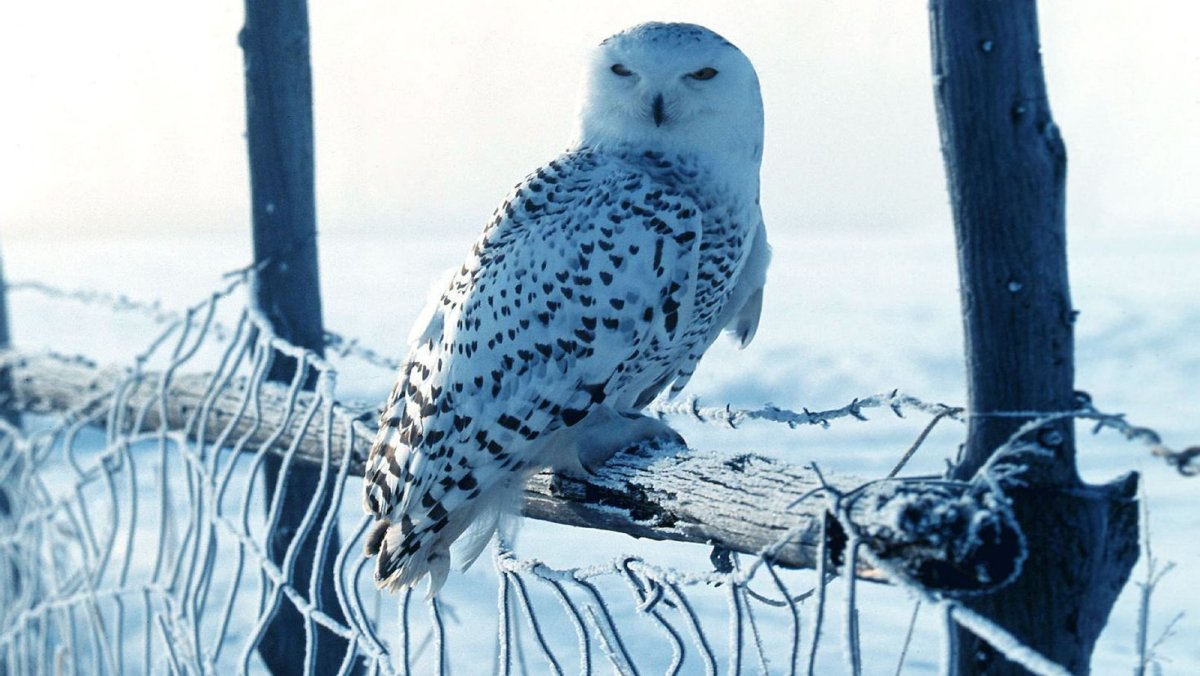 Полярная Сова в тундре