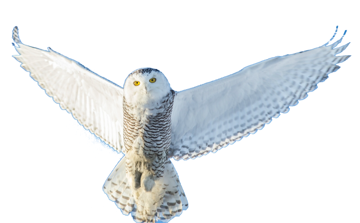 Сова Букля на белом фоне