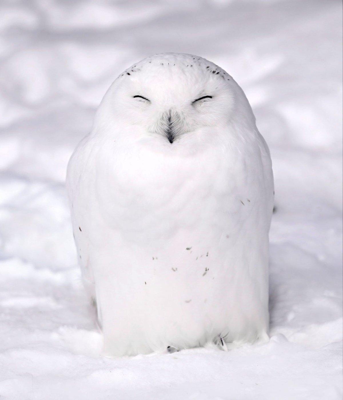 Сова референс