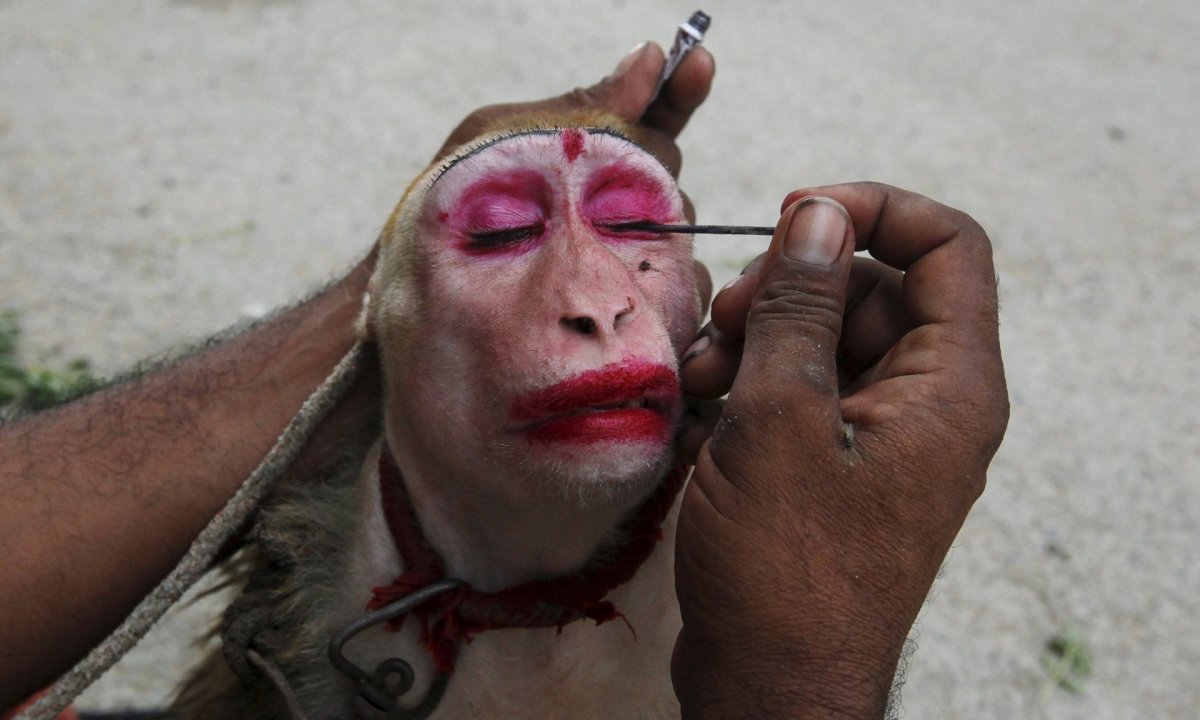 Накрашенная обезьяна