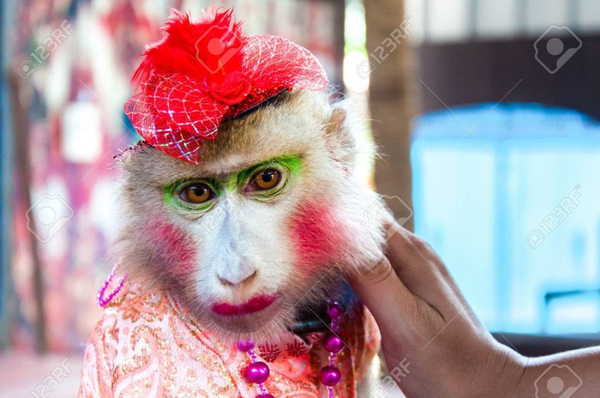 Накрашенная обезьяна