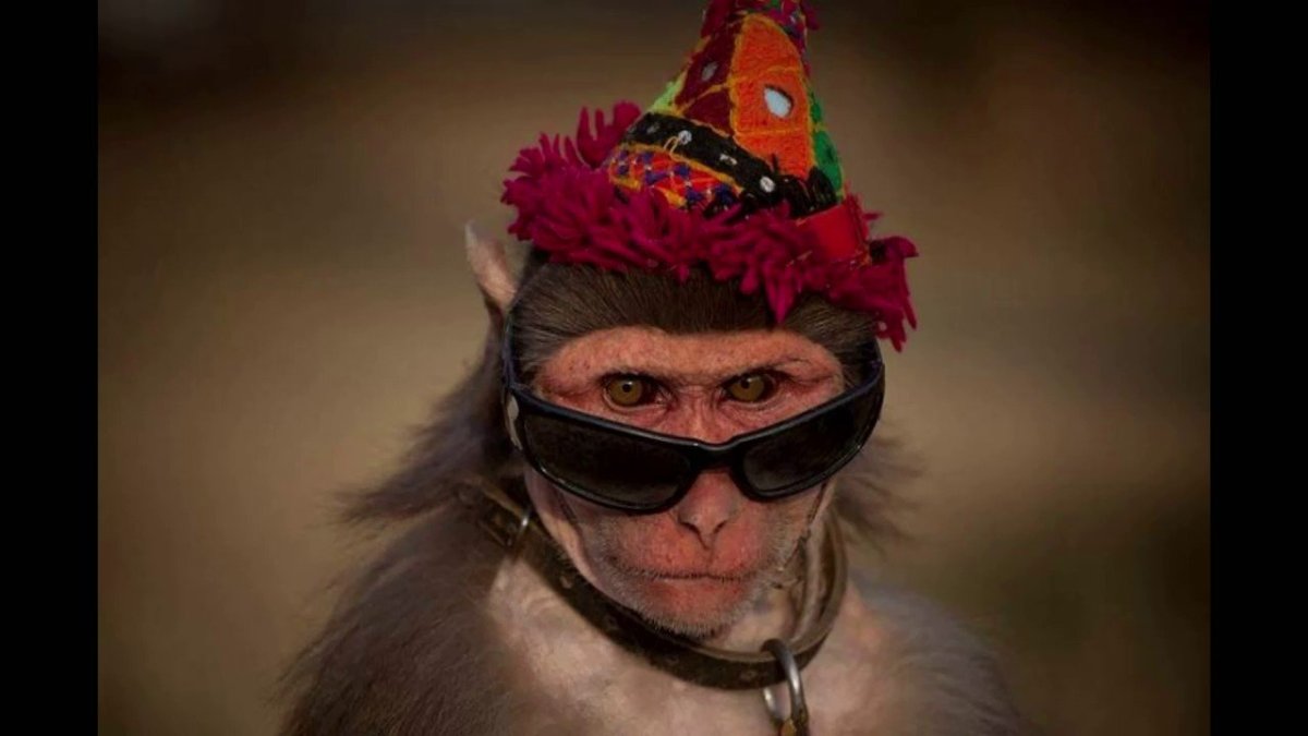 Накрашенная обезьяна