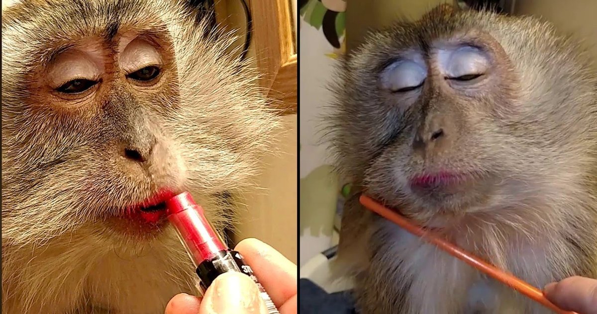 Обезьяна с накрашенными губами