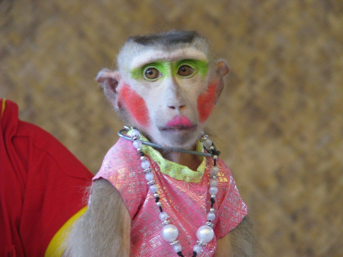 Крашеная обезьянка