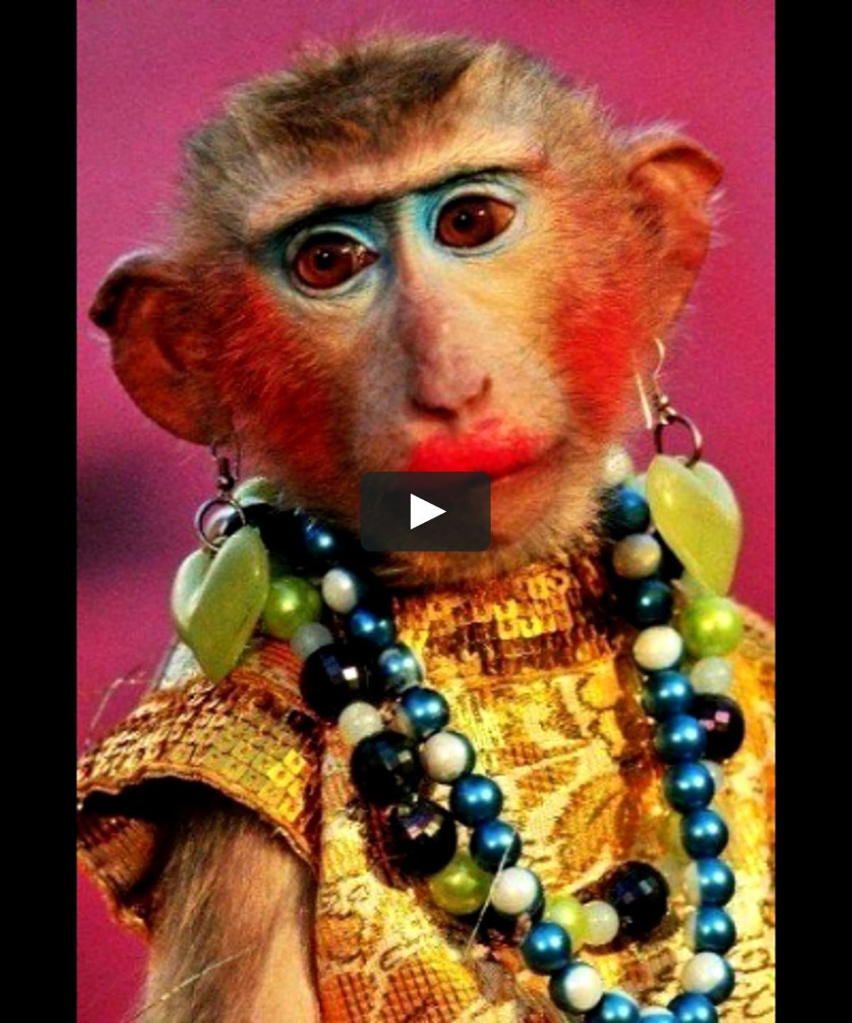 Накрашенная шимпанзе