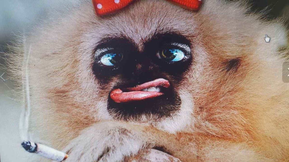 Накрашенная обезьяна ждет