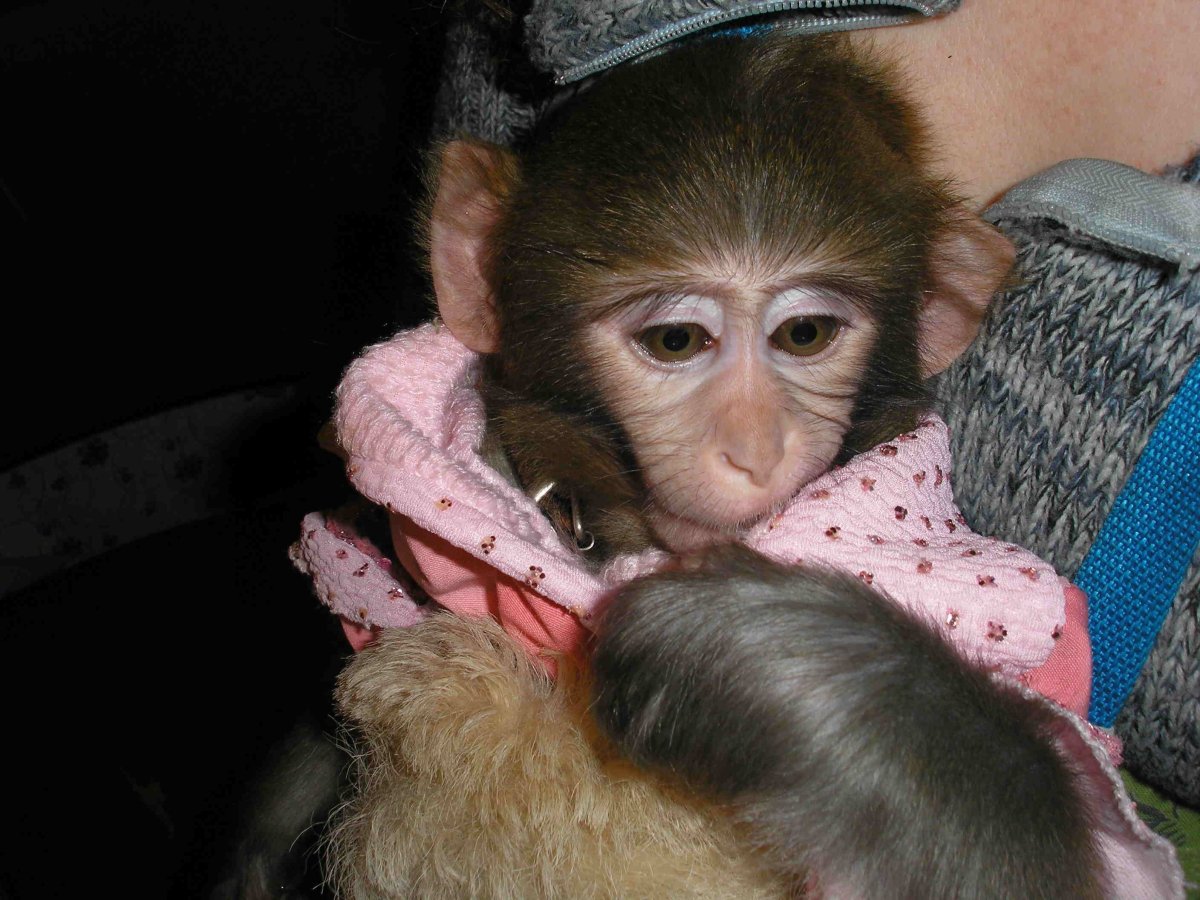 Накрашенная обезьяна