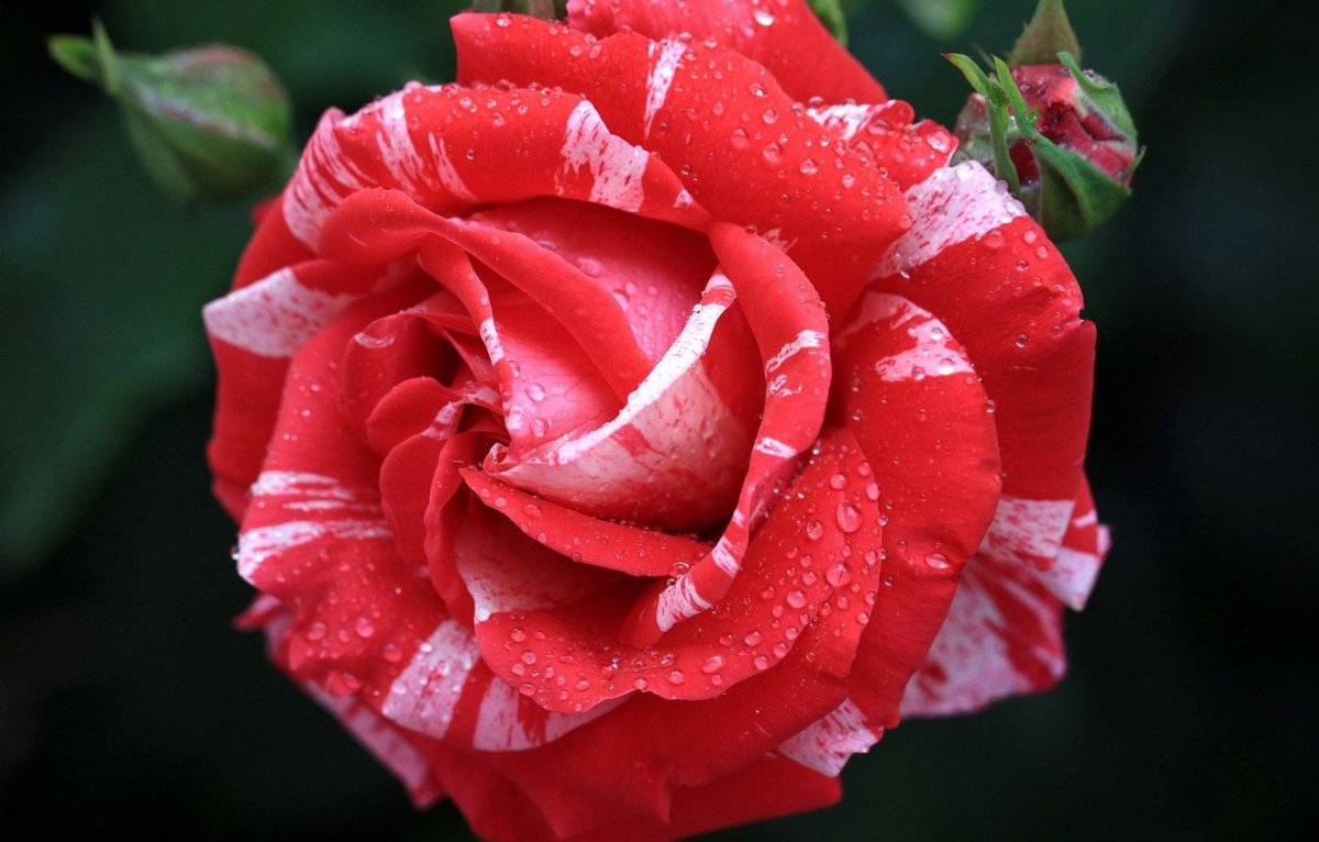 Красивые розы