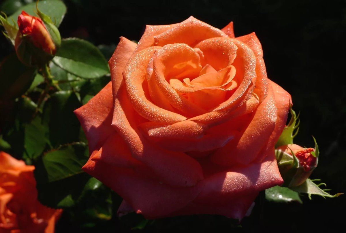 Роза чайно-гибридная Remy Martin