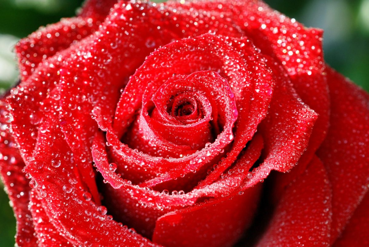 Красивые розы