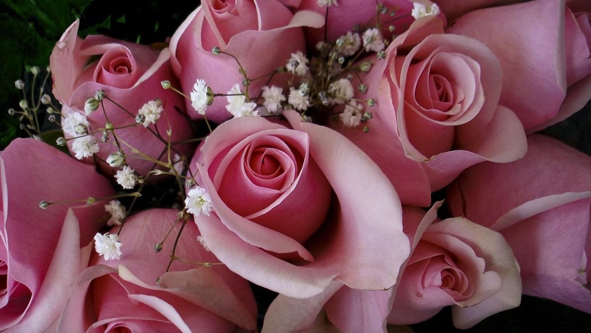 Роза шикарная