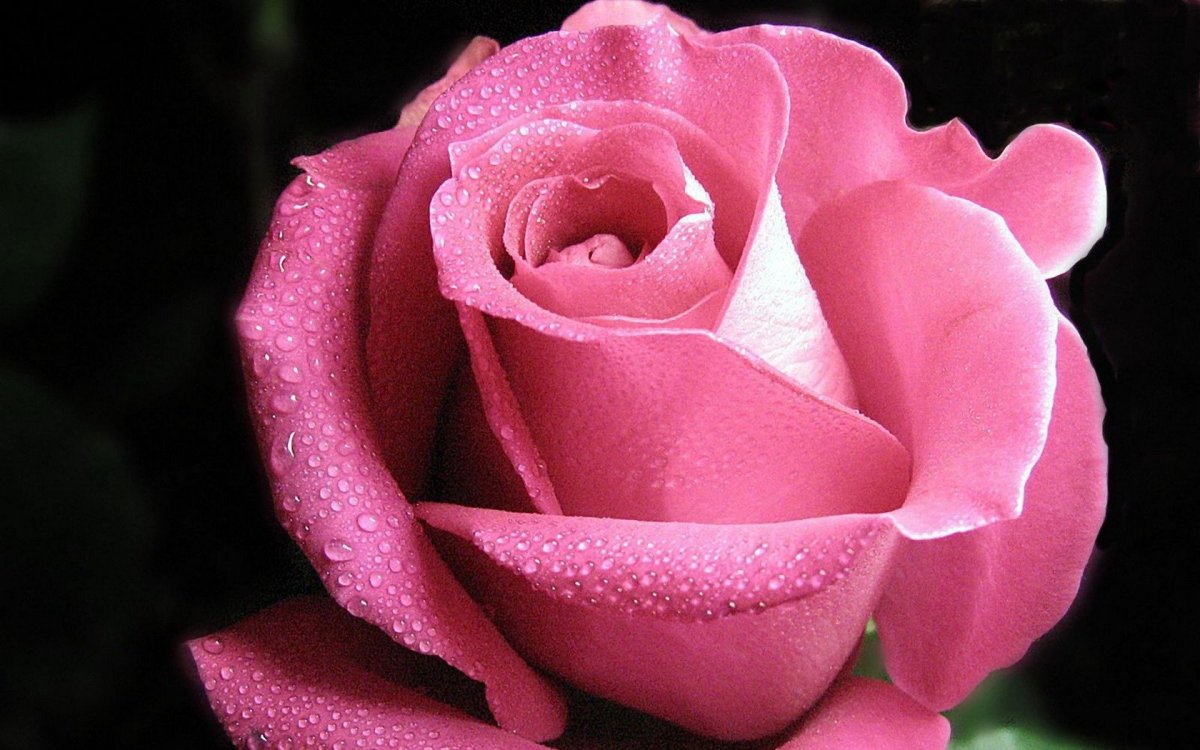 Красивые розы