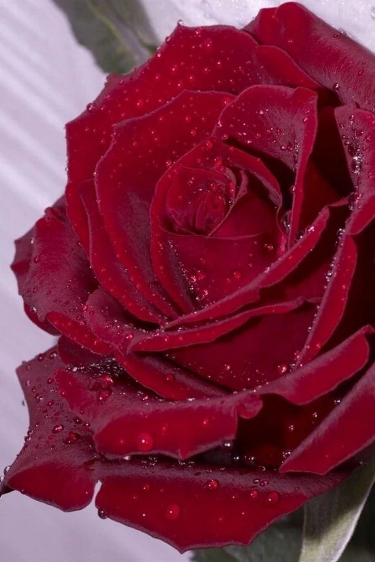 Самые красивые розы