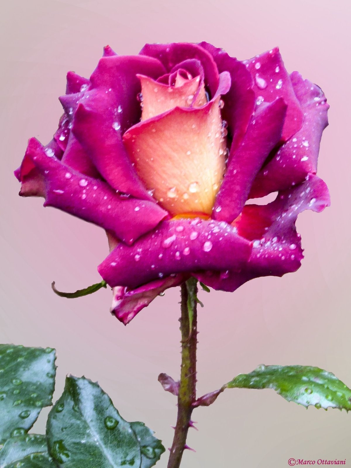 Необыкновенно красивые розы