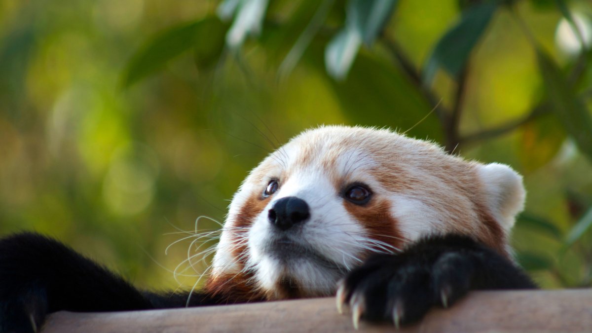 Суирен Кири