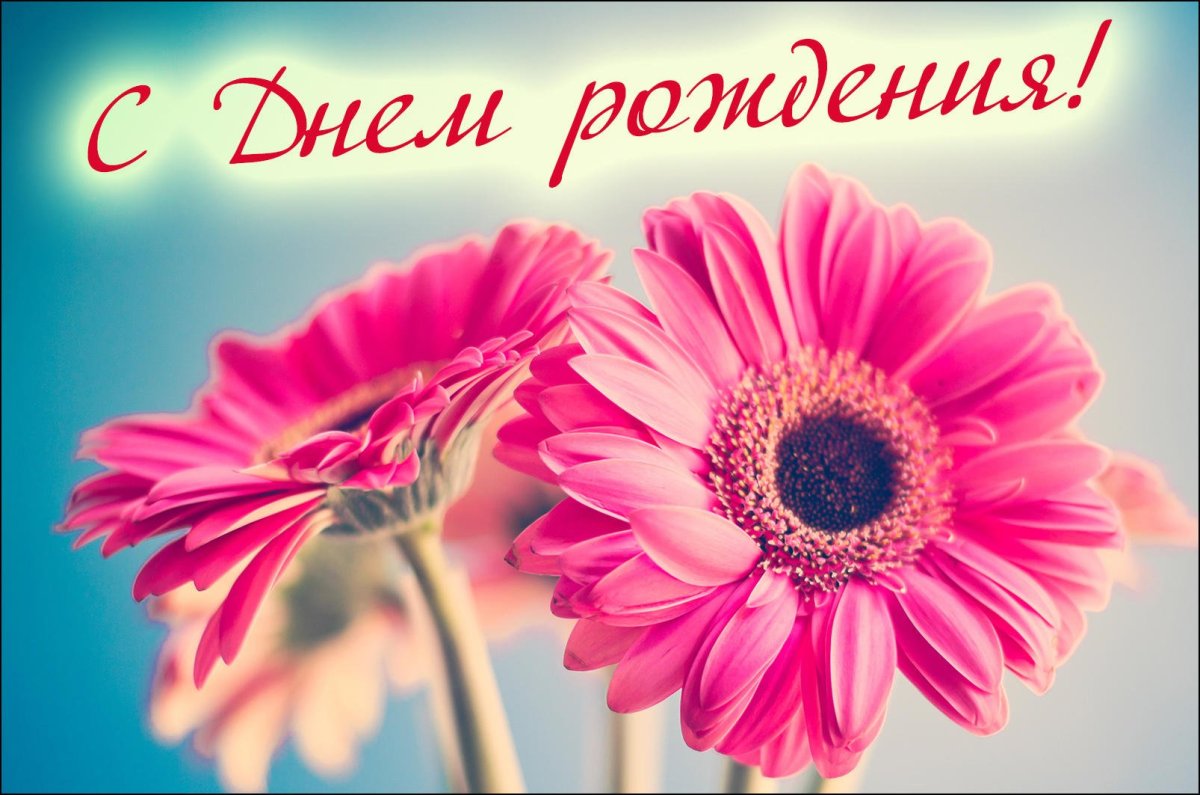 Герберы поздравляю