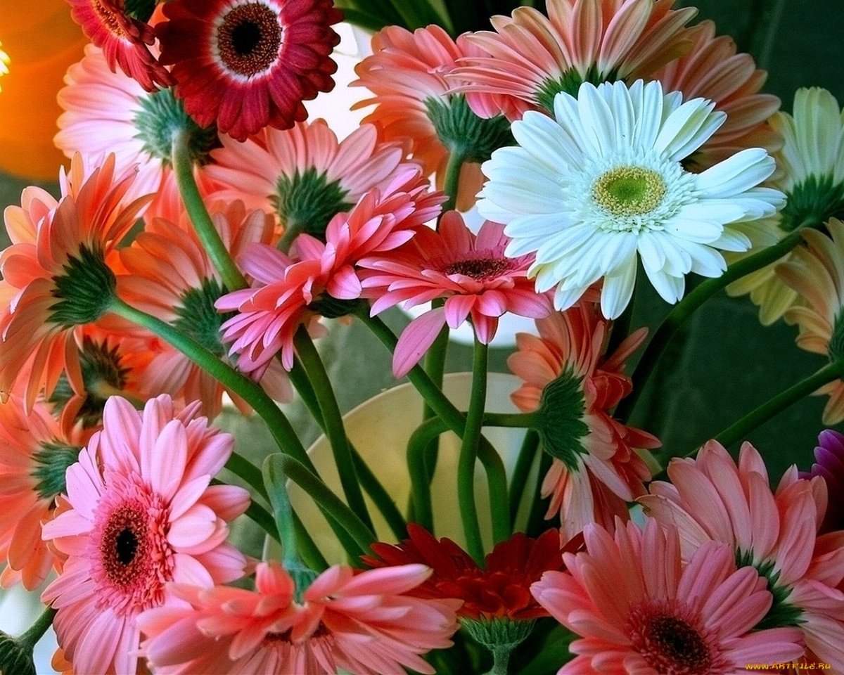 Герберы в руках