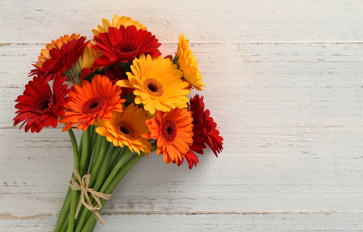 Герберы открытка