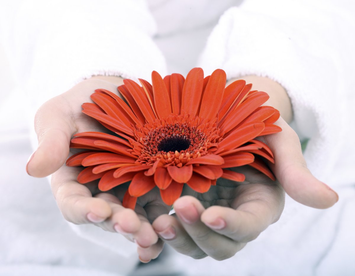 Фоторамка герберы