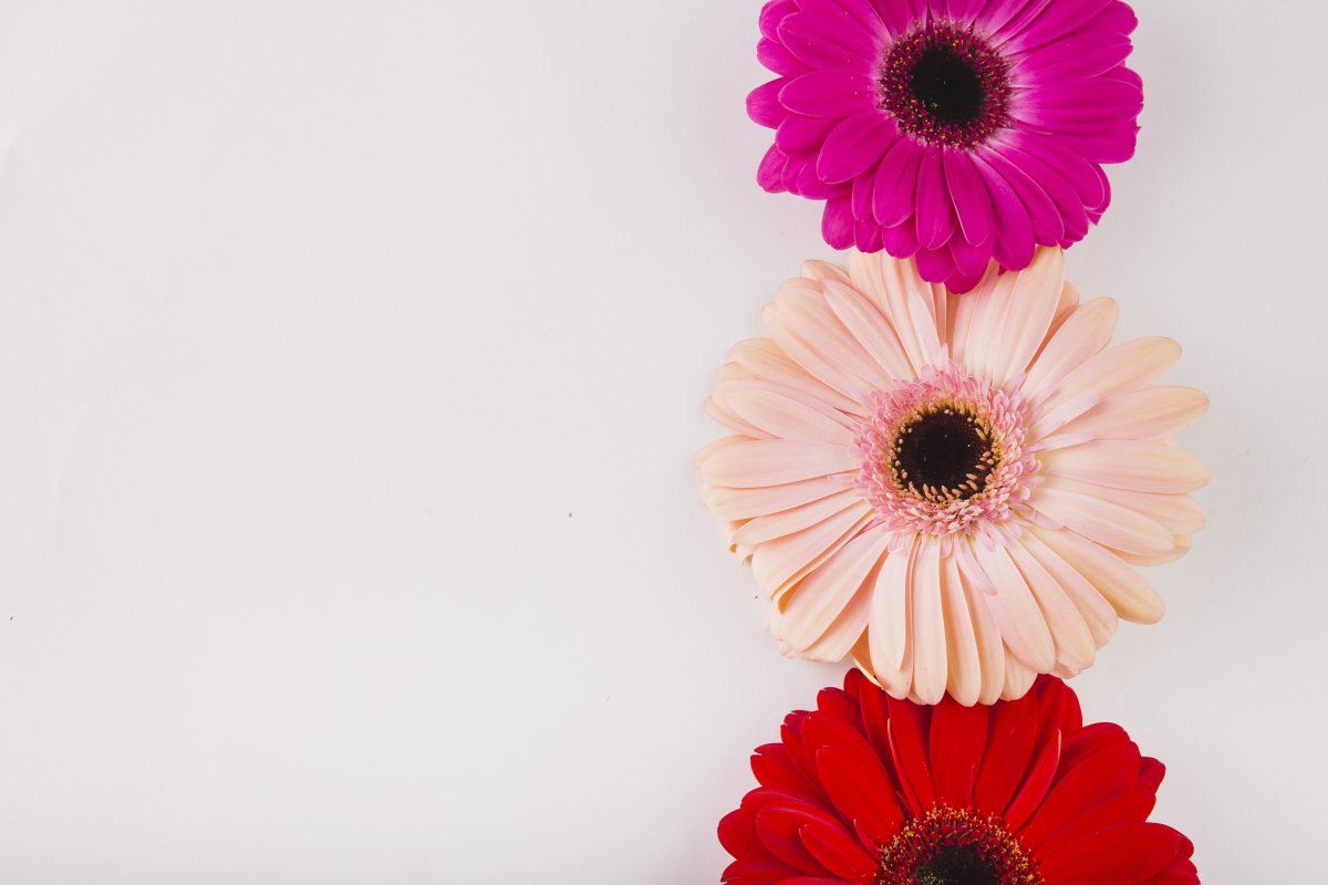 Цветы Fon Gerbera