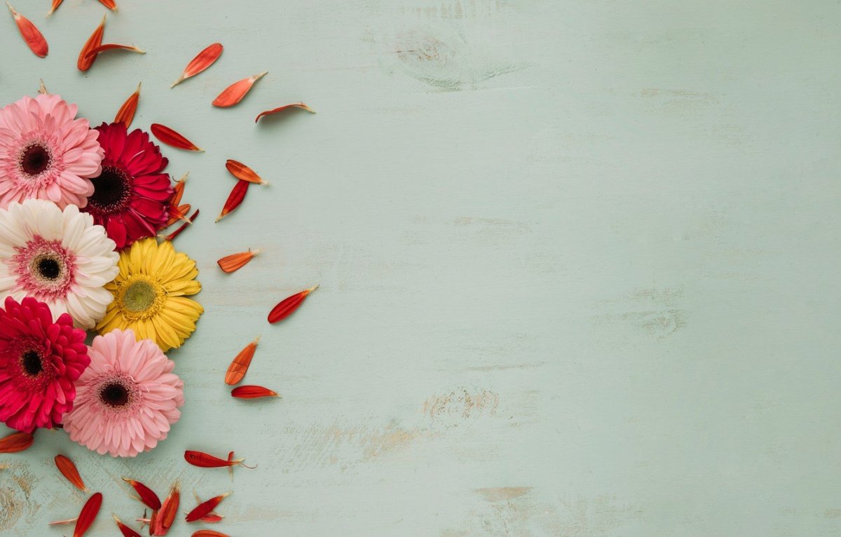 Цветы герберы нежные