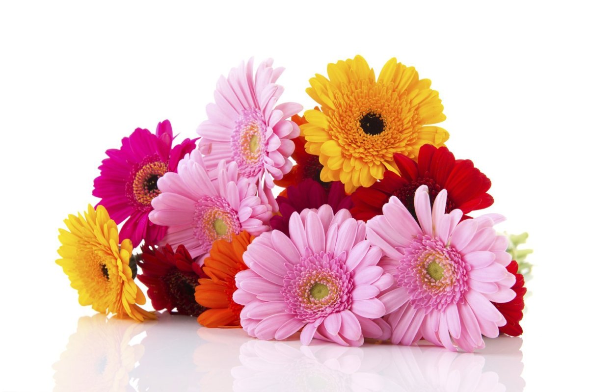 Гербера (Gerbera)