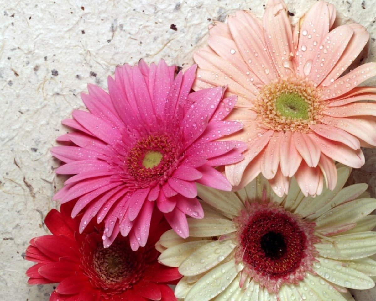 С днём рождения с герберами