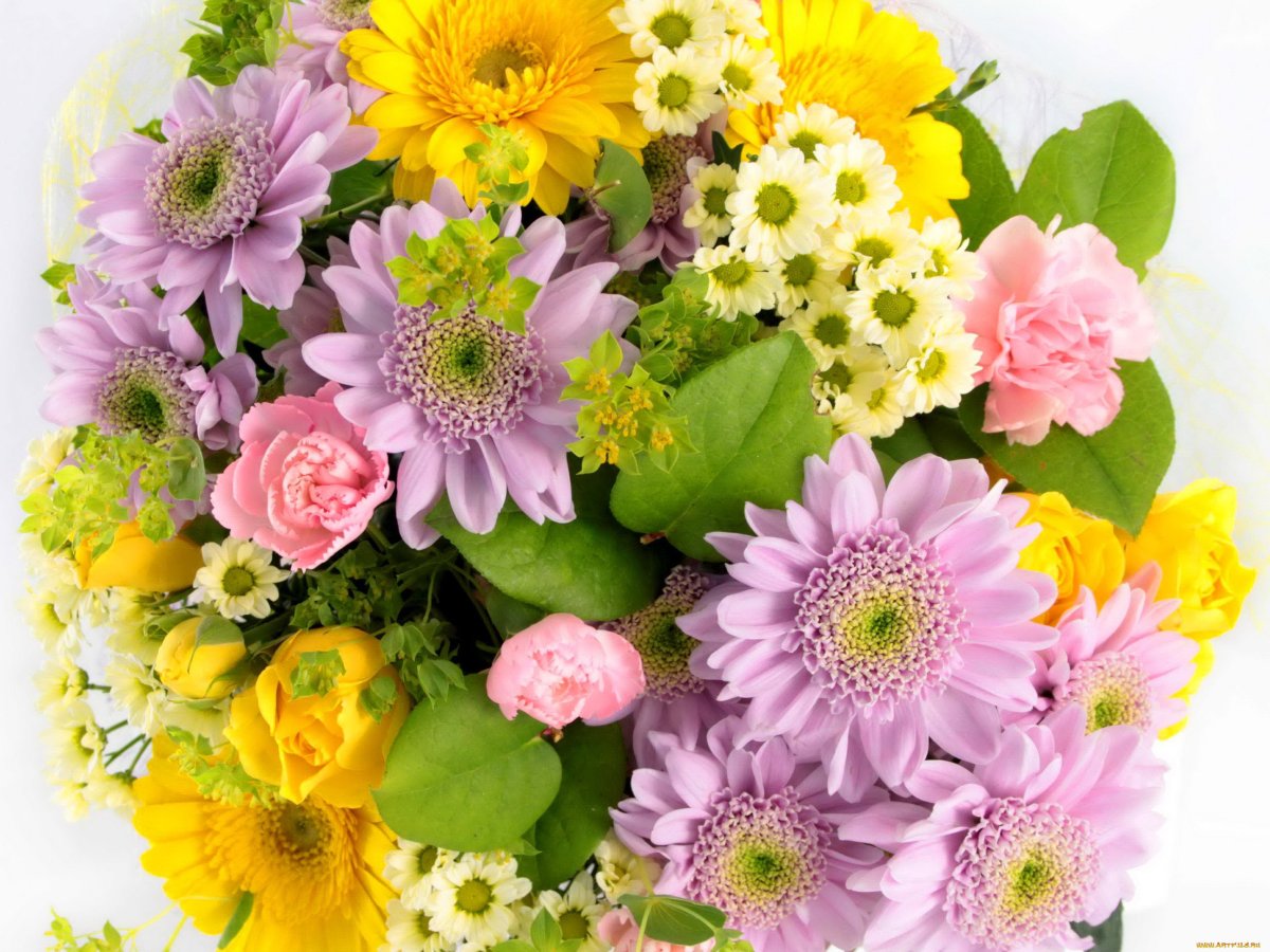 Гербера Торрес