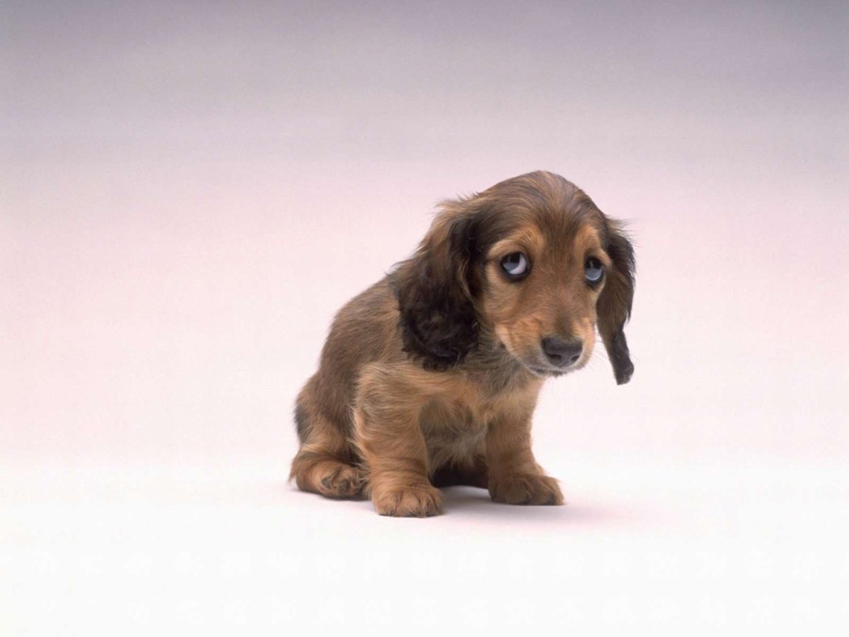 Берегите домашних животных