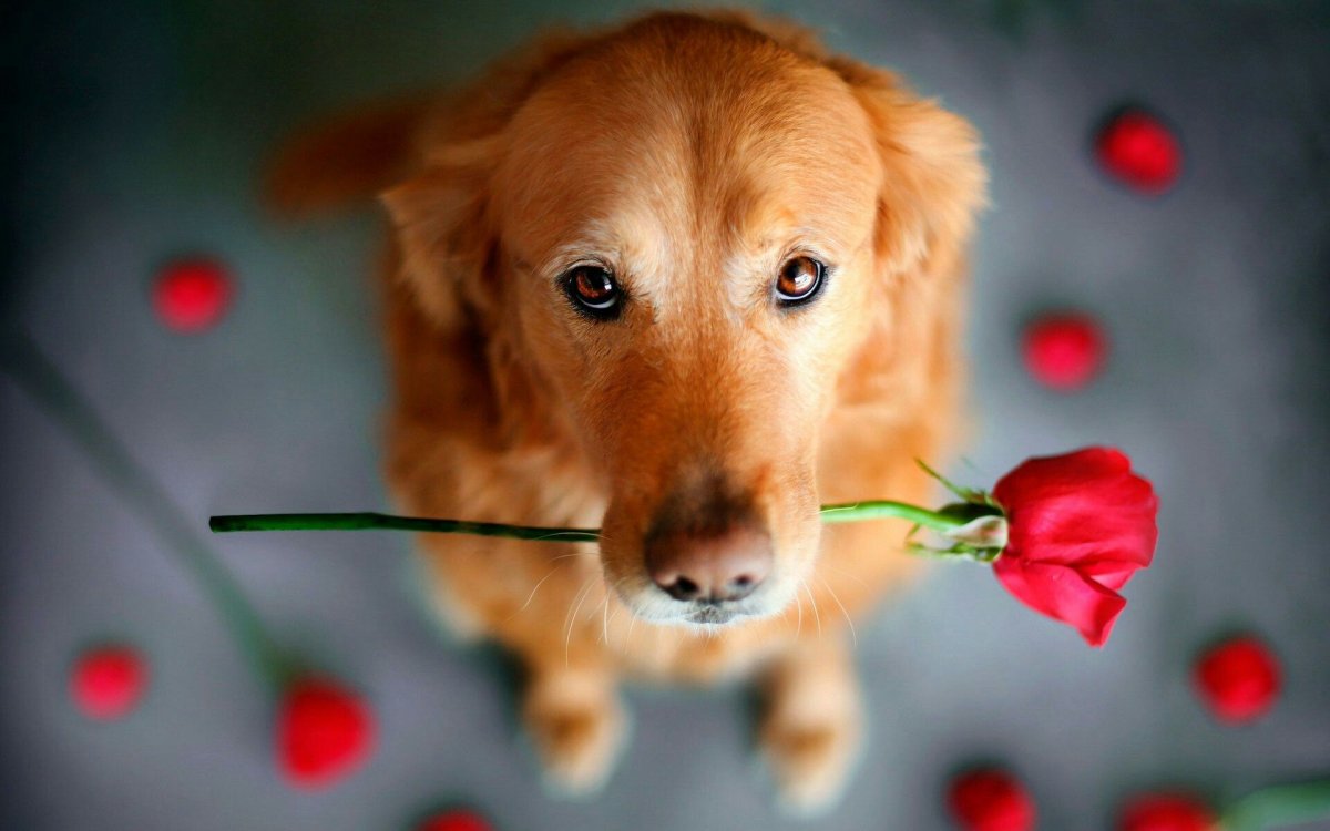 Не дали конфетку