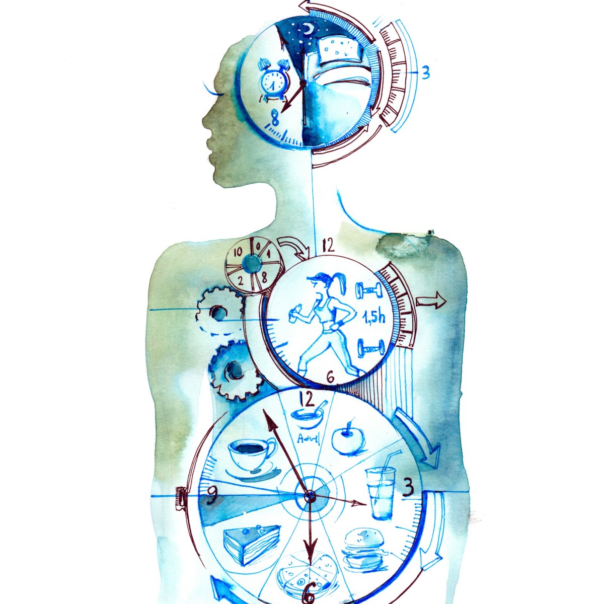Биоритмы иллюстрация