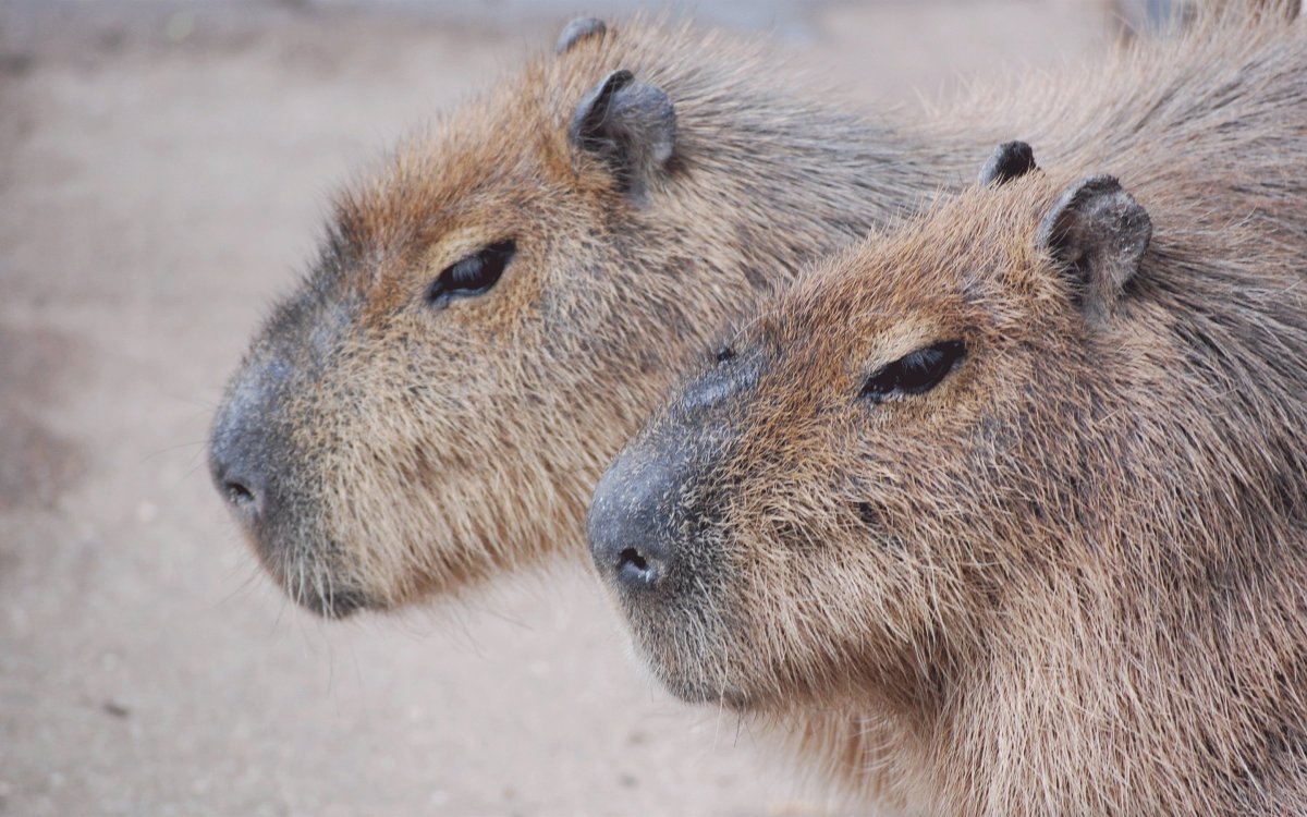 Капибара Макар