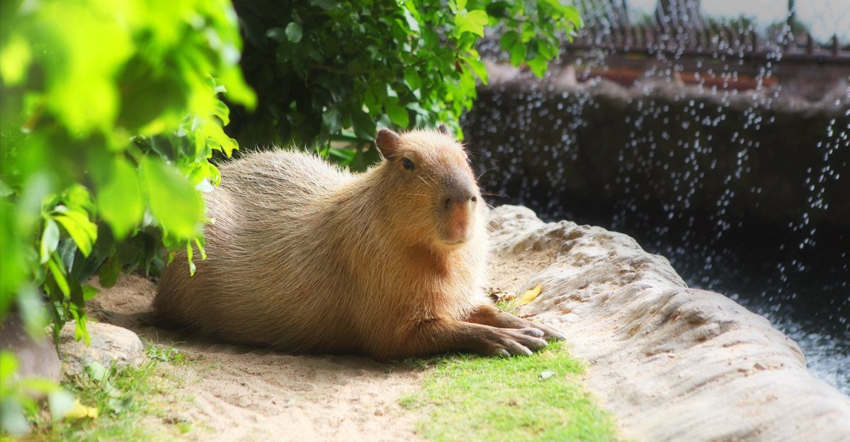 Капибара Будда