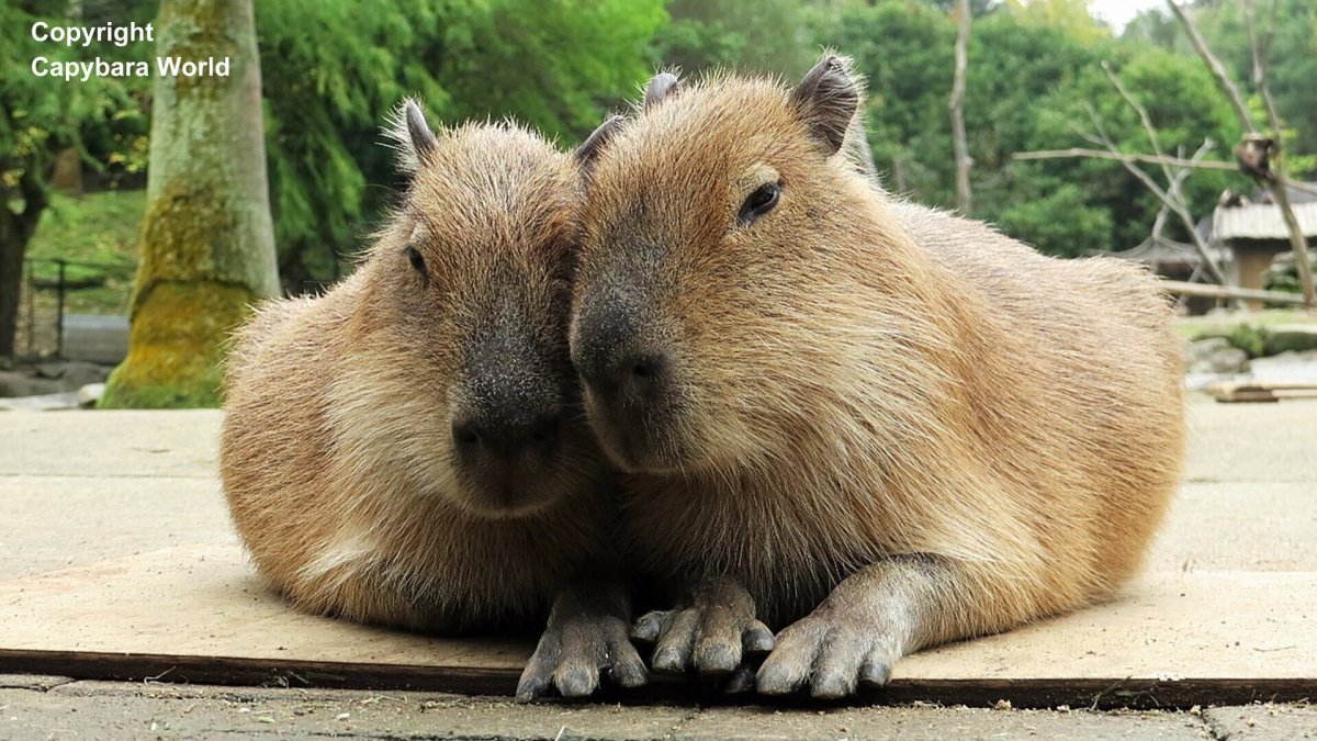 Вомбат и капибара