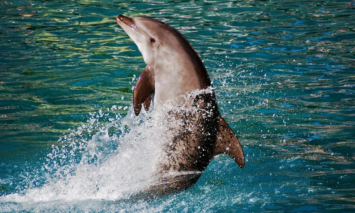 Необычные дельфины
