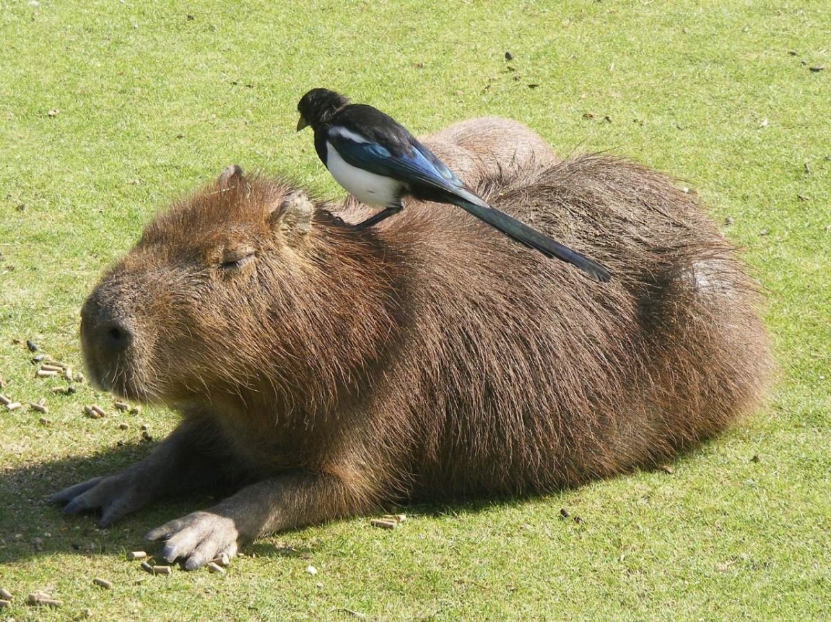 Большая морская Свинка капибара