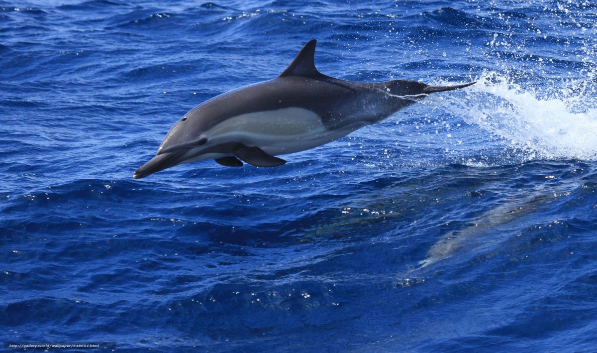 Дельфины в живой природе с корабля