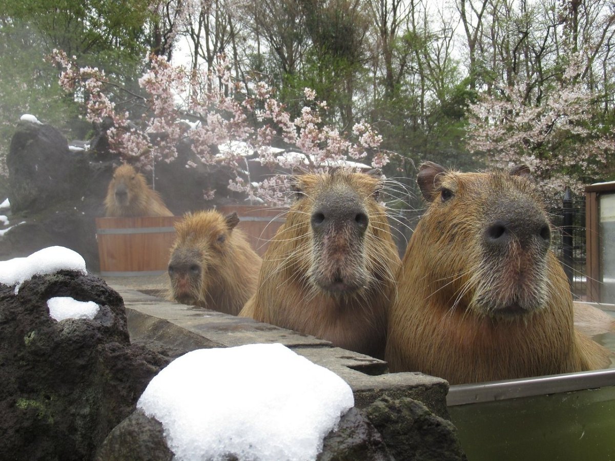Капибара в ванной