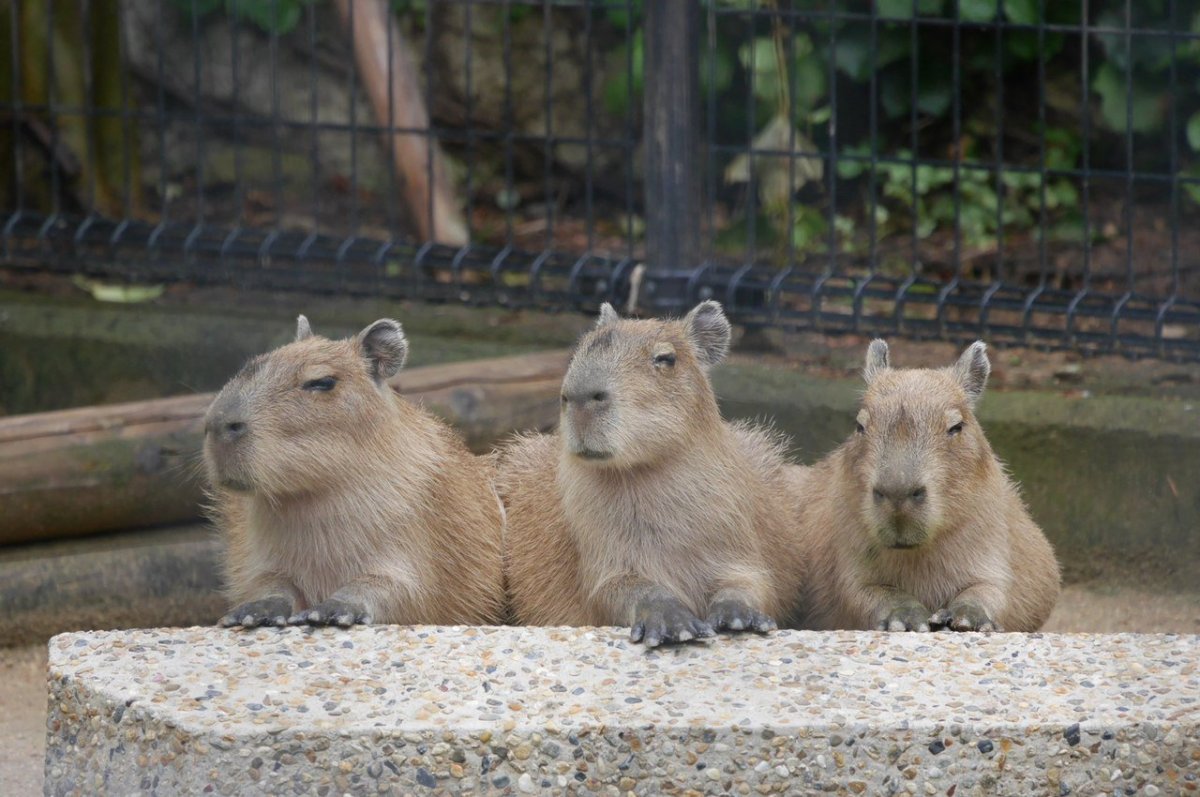 Ленинградский зоопарк капибара