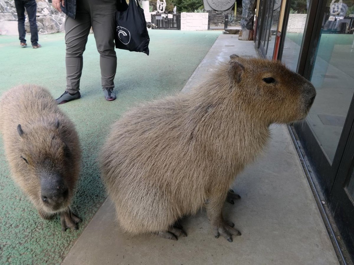 Капибара и морская Свинка