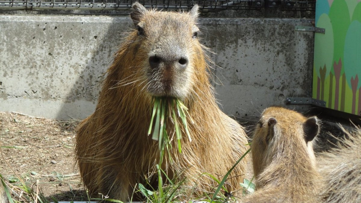 Капибара кушает траву