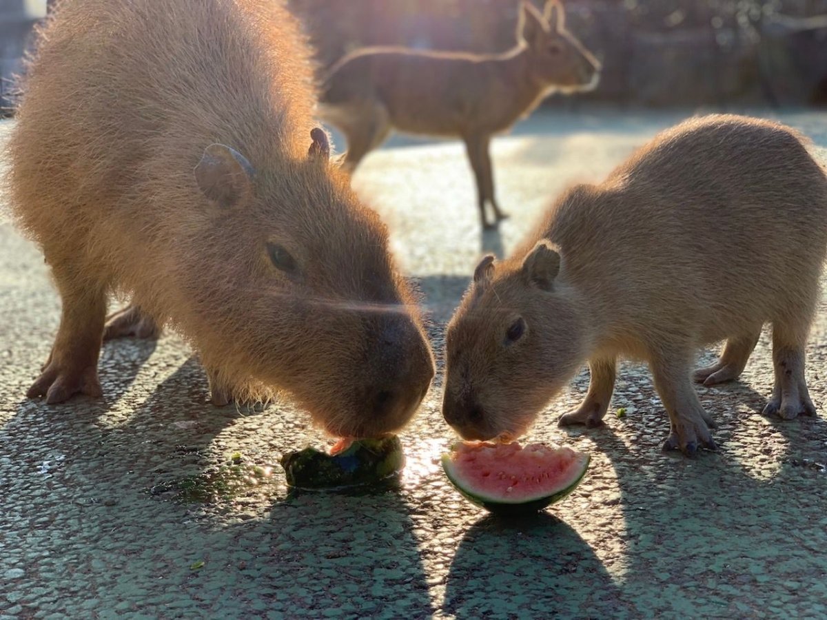 Вомбат и капибара