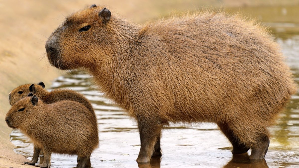 Большая морская Свинка капибара