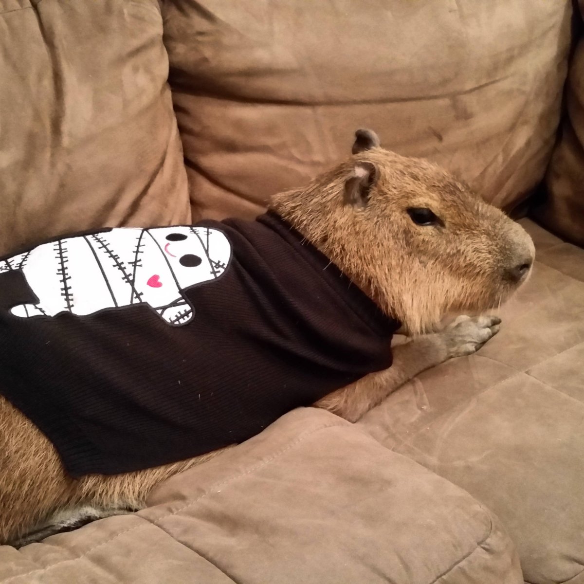 Капибара капибара капибара капибара капибара капибара капибара