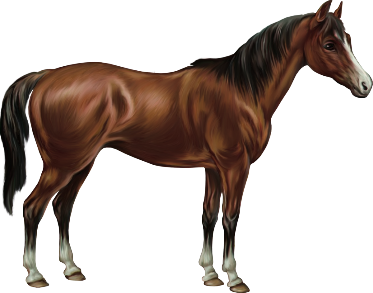 Лошадь на прозрачном фоне