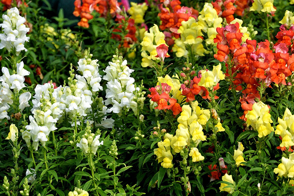 Львиный цветок Антирринум