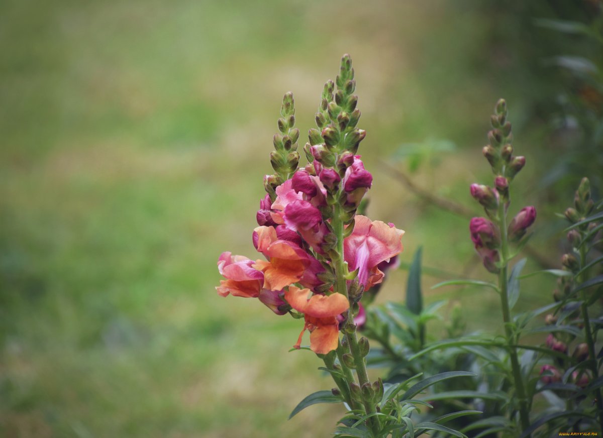 Львиный зев отцветший