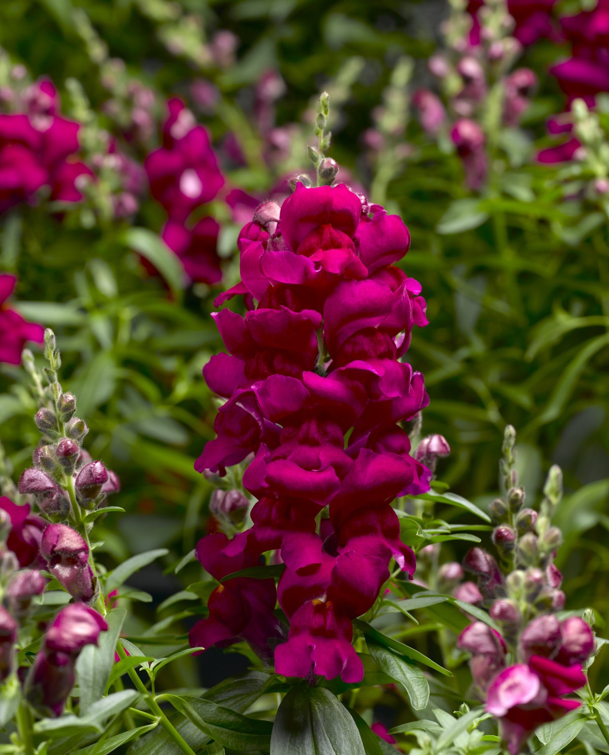 Львиный зев Снеппи