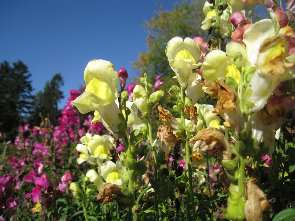 Львиный зев Snaptastic